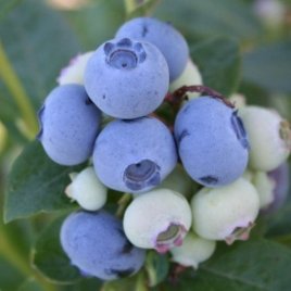 Pepiniera de plante de fructe de padure