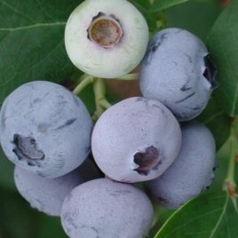 Pepiniera de plante de fructe de padure
