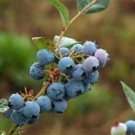 Pepiniera de plante de fructe de padure