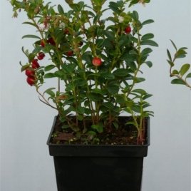 Pepiniera de plante de fructe de padure