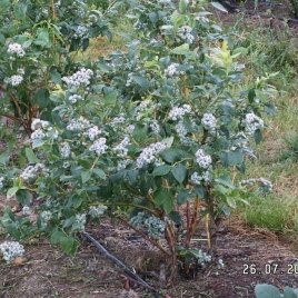 Pepiniera de plante de fructe de padure