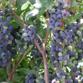 Pepiniera de plante de fructe de padure