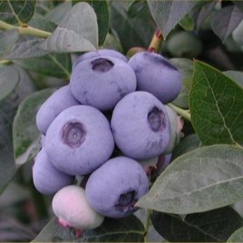 Pepiniera de plante de fructe de padure