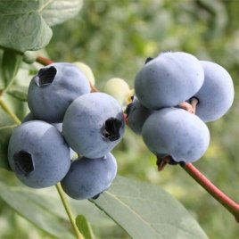 Pepiniera de plante de fructe de padure