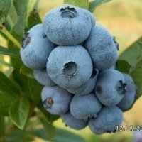Pepiniera de plante de fructe de padure