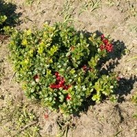 Pepiniera de plante de fructe de padure