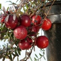 Pepiniera de plante de fructe de padure