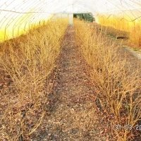 Pepiniera de plante de fructe de padure