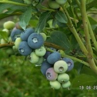 Pepiniera de plante de fructe de padure