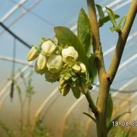 Pepiniera de plante de fructe de padure