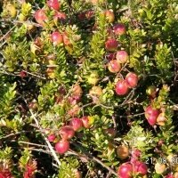 Pepiniera de plante de fructe de padure
