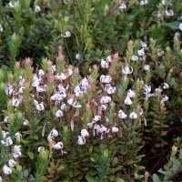 Pepiniera de plante de fructe de padure
