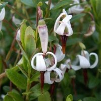 Pepiniera de plante de fructe de padure