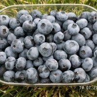 Pepiniera de plante de fructe de padure