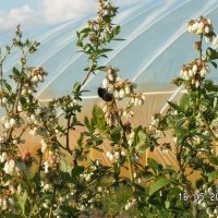 Pepiniera de plante de fructe de padure