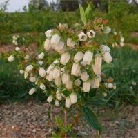 Pepiniera de plante de fructe de padure