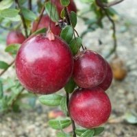 Pepiniera de plante de fructe de padure