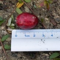 Pepiniera de plante de fructe de padure
