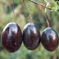 Pepiniera de plante de fructe de padure