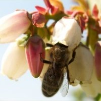 Pepiniera de plante de fructe de padure