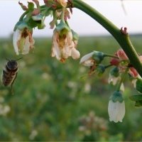 Pepiniera de plante de fructe de padure