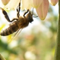 Pepiniera de plante de fructe de padure