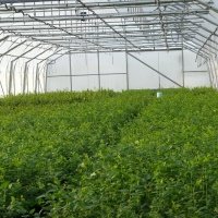 Pepiniera de plante de fructe de padure