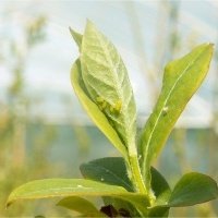 Pepiniera de plante de fructe de padure