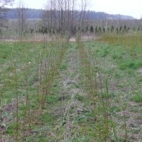 Pepiniera de plante de fructe de padure