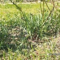 Pepiniera de plante de fructe de padure