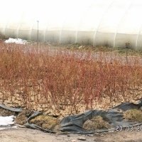Pepiniera de plante de fructe de padure
