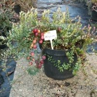 Pepiniera de plante de fructe de padure