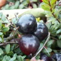 Pepiniera de plante de fructe de padure