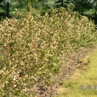 Pepiniera de plante de fructe de padure