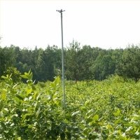 Pepiniera de plante de fructe de padure