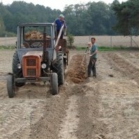 Pepiniera de plante de fructe de padure