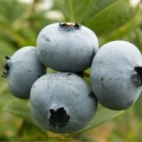 Pepiniera de plante de fructe de padure