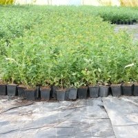 Pepiniera de plante de fructe de padure