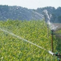 Pepiniera de plante de fructe de padure