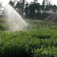 Pepiniera de plante de fructe de padure