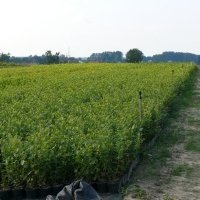 Pepiniera de plante de fructe de padure
