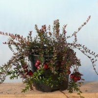Pepiniera de plante de fructe de padure